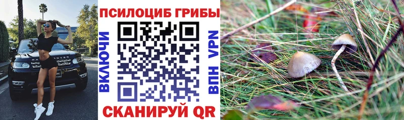 Псилоцибиновые грибы Psilocybe Протвино